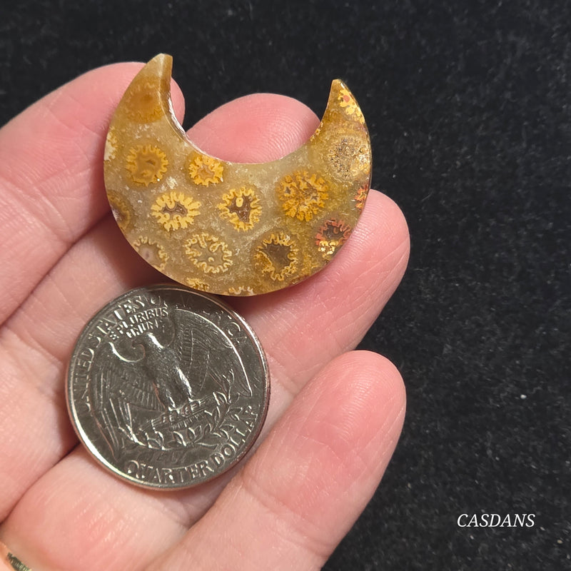 Coral Fossil Moon