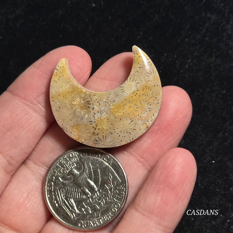 Coral Fossil Moon