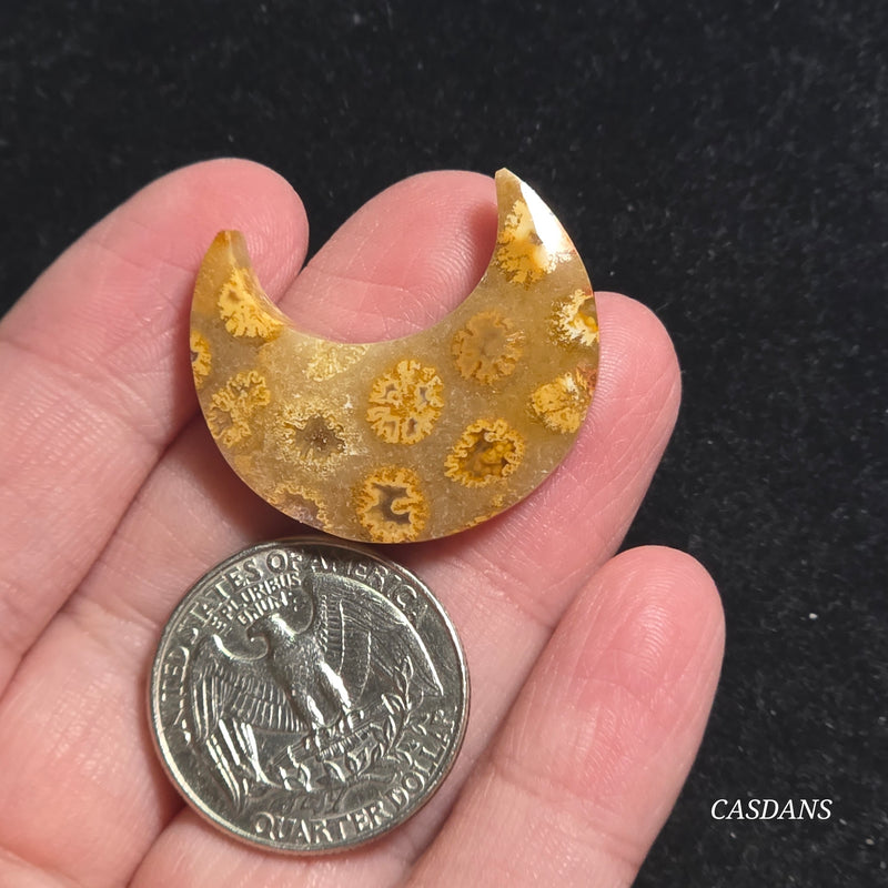 Coral Fossil Moon