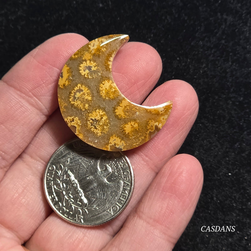 Coral Fossil Moon