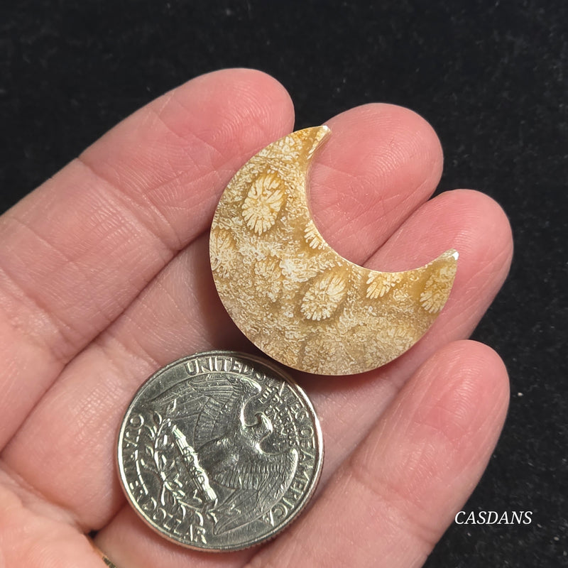 Coral Fossil Moon