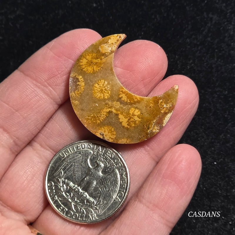 Coral Fossil Moon