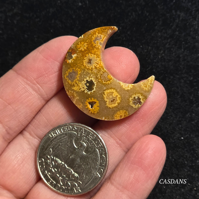 Coral Fossil Moon