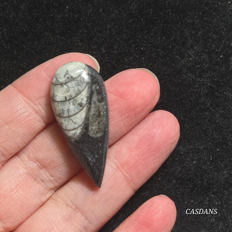 Orthoceras Fossil Cabochon