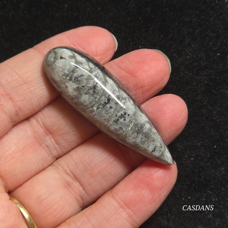 Orthoceras Fossil Cabochon