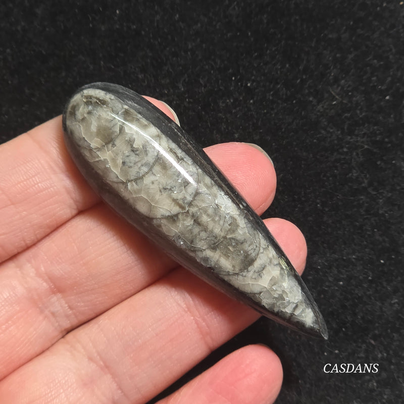 Orthoceras Fossil Cabochon