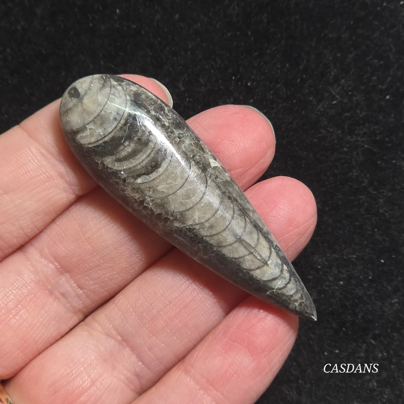 Orthoceras Fossil Cabochon
