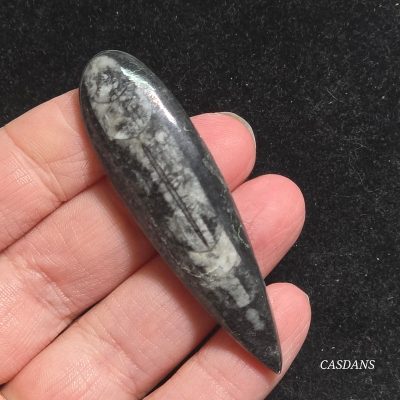 Orthoceras Fossil Cabochon