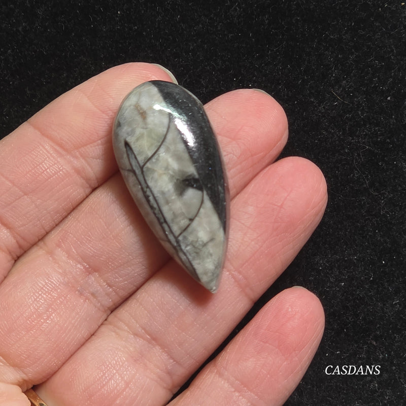 Orthoceras Fossil Cabochon