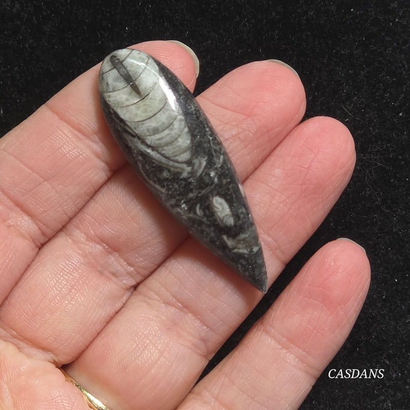 Orthoceras Fossil Cabochon