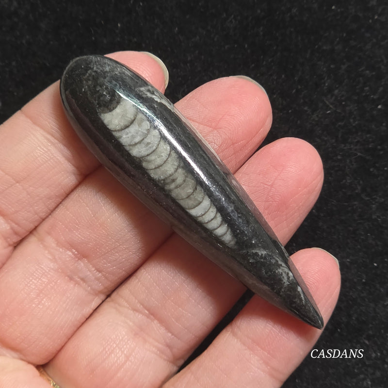 Orthoceras Fossil Cabochon