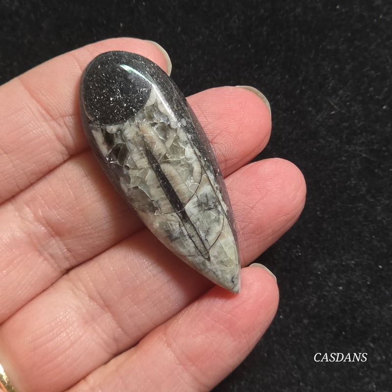 Orthoceras Fossil Cabochon