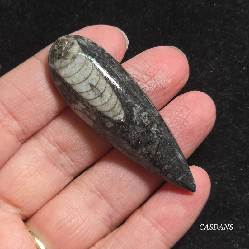 Orthoceras Fossil Cabochon