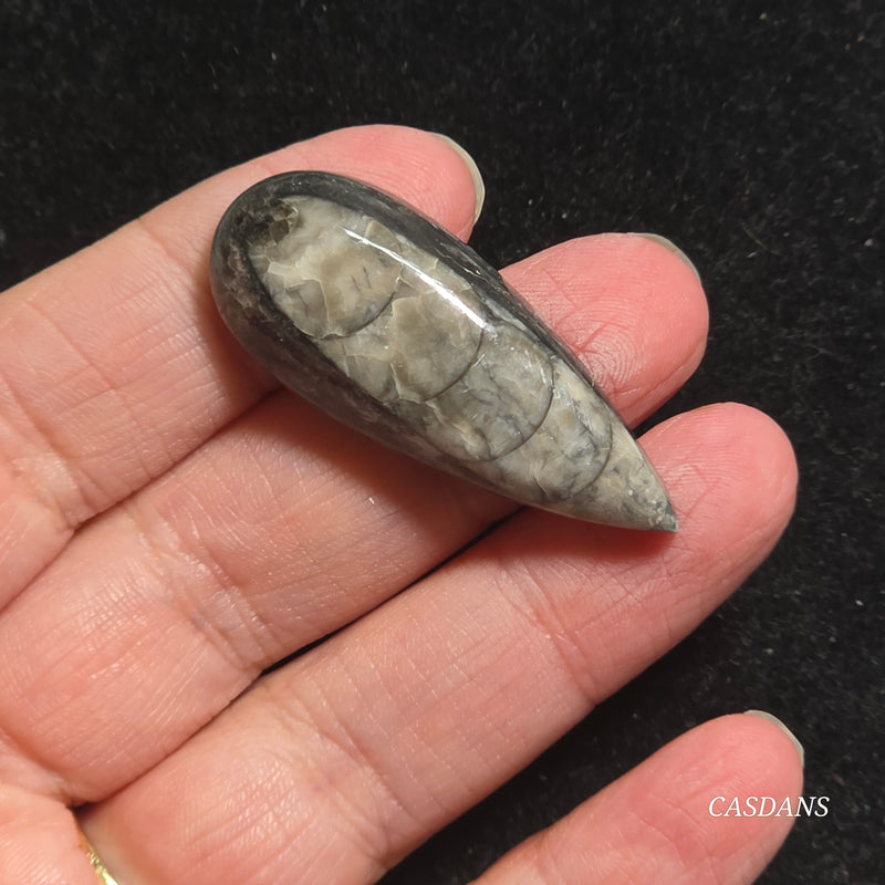 Orthoceras Fossil Cabochon