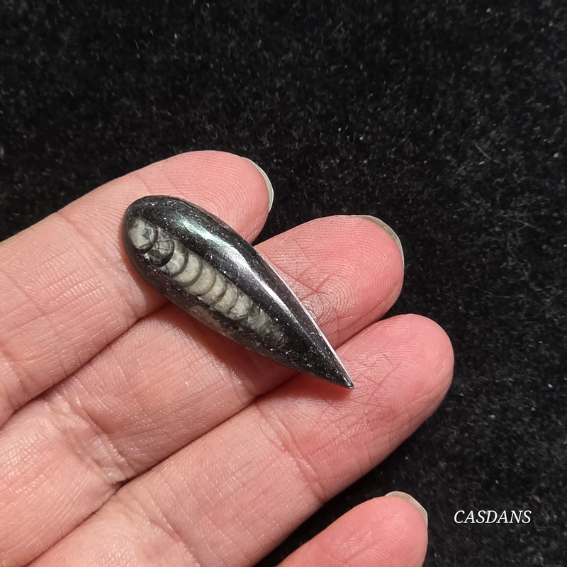 Orthoceras Fossil Cabochon