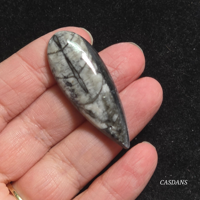 Orthoceras Fossil Cabochon