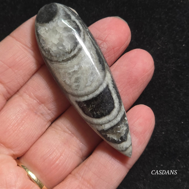 Orthoceras Fossil Cabochon