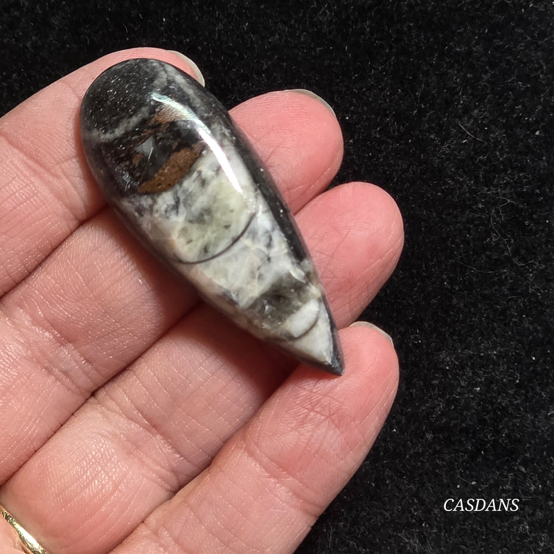Orthoceras Fossil Cabochon