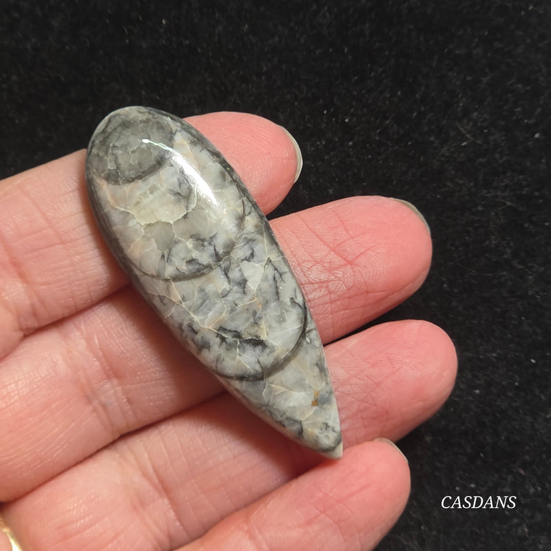 Orthoceras Fossil Cabochon