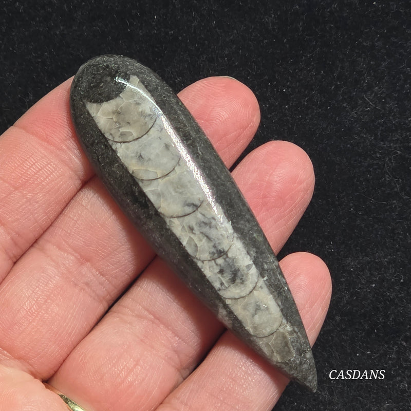 Orthoceras Fossil Cabochon