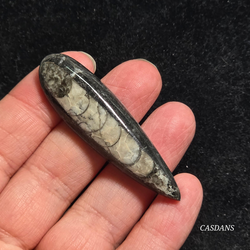 Orthoceras Fossil Cabochon