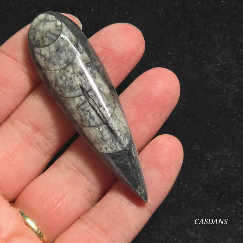 Orthoceras Fossil Cabochon