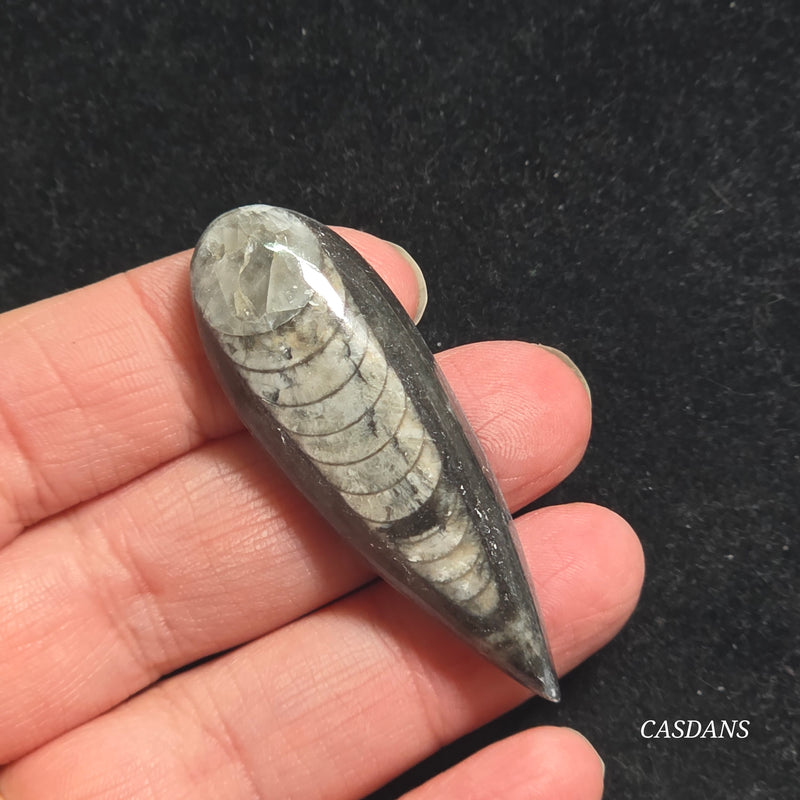 Orthoceras Fossil Cabochon