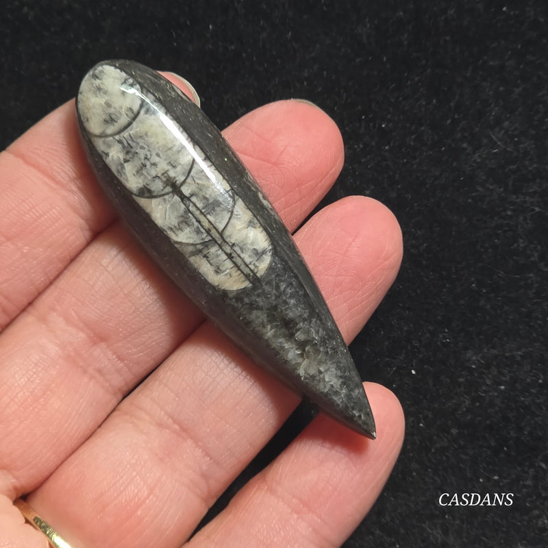 Orthoceras Fossil Cabochon