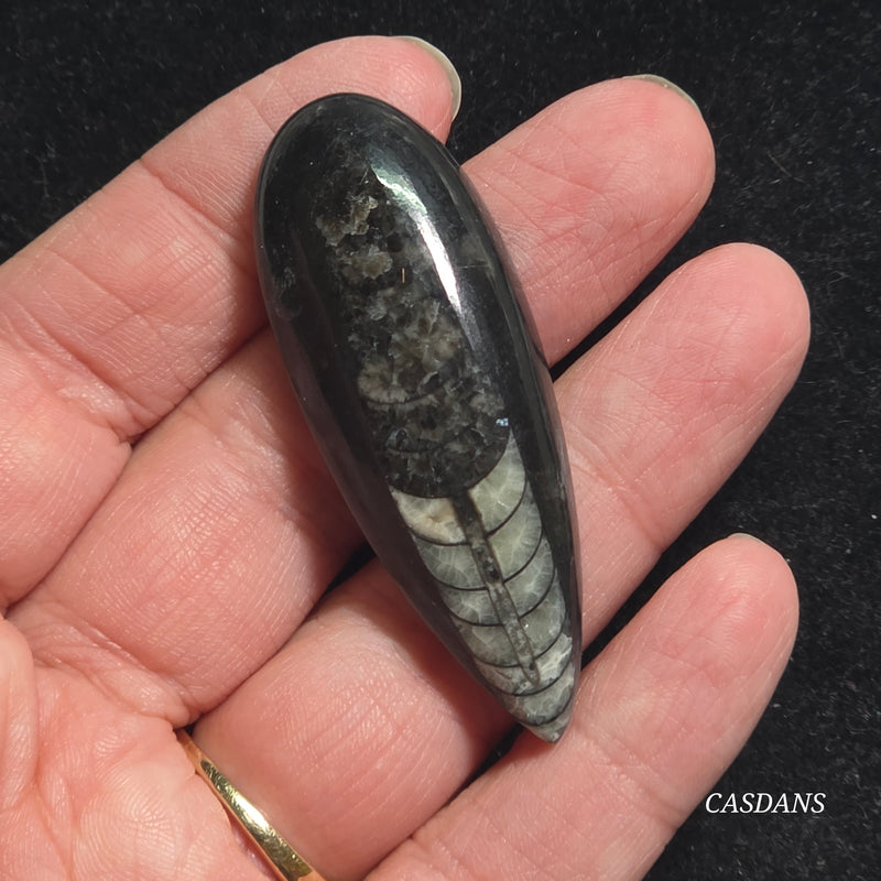 Orthoceras Fossil Cabochon