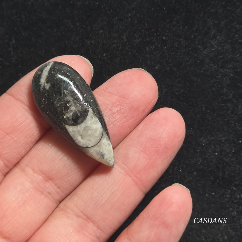 Orthoceras Fossil Cabochon