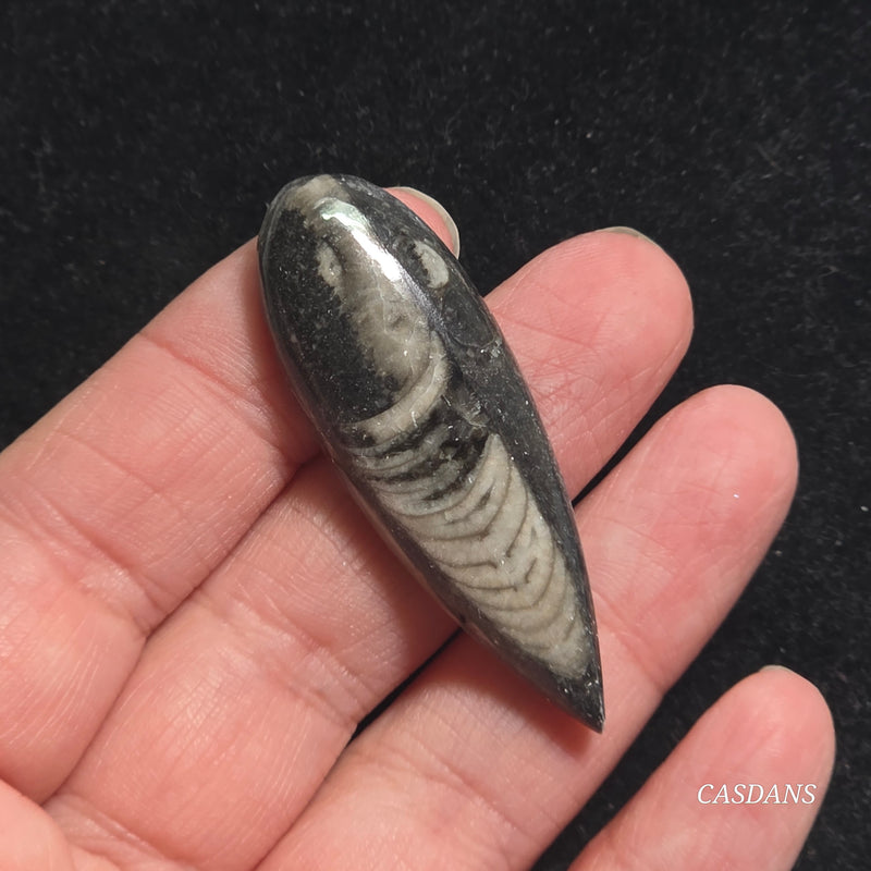 Orthoceras Fossil Cabochon