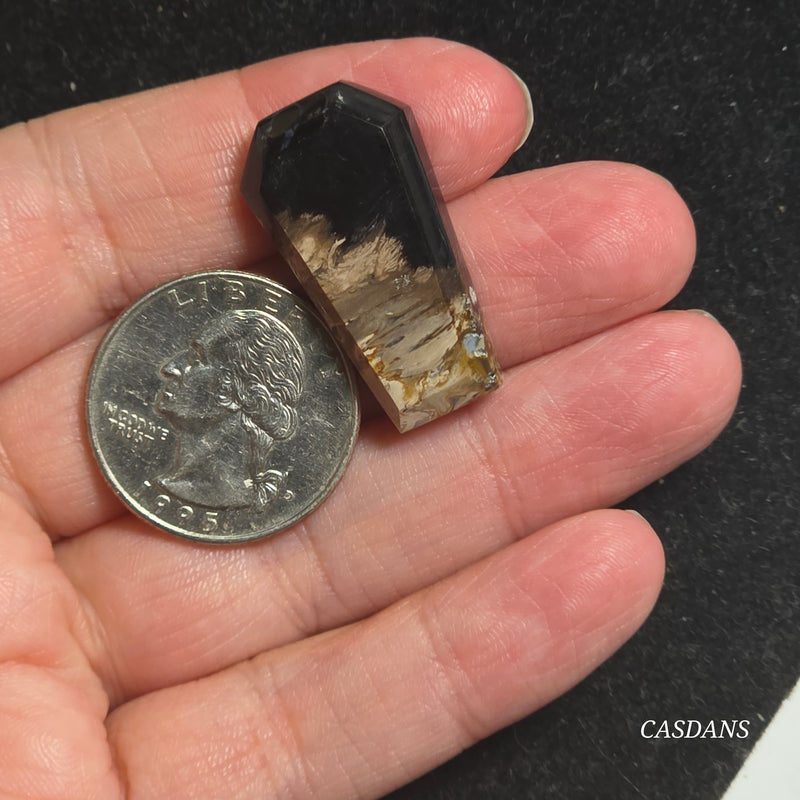 Petrified Palmroot Coffin Cabochon