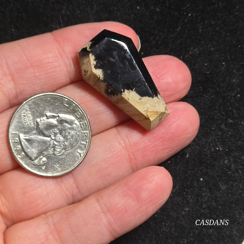 Petrified Palmroot Coffin Cabochon