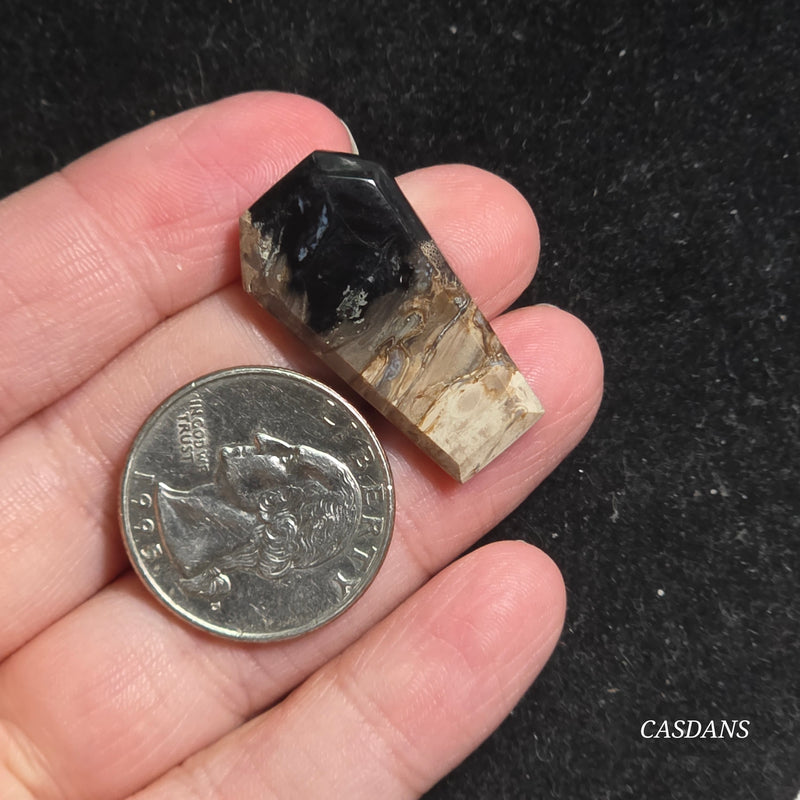 Petrified Palmroot Coffin Cabochon