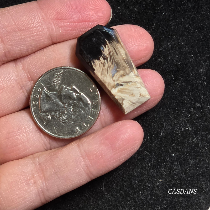 Petrified Palmroot Coffin Cabochon