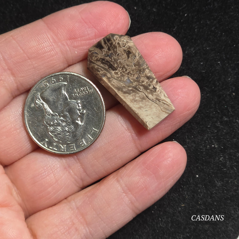 Petrified Palmroot Coffin Cabochon