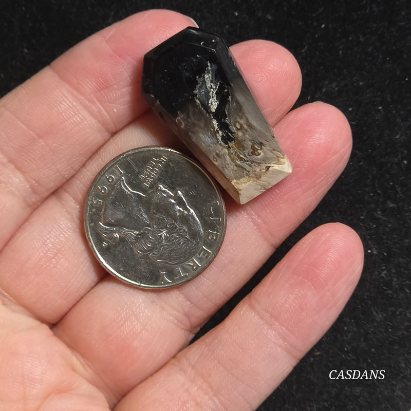 Petrified Palmroot Coffin Cabochon