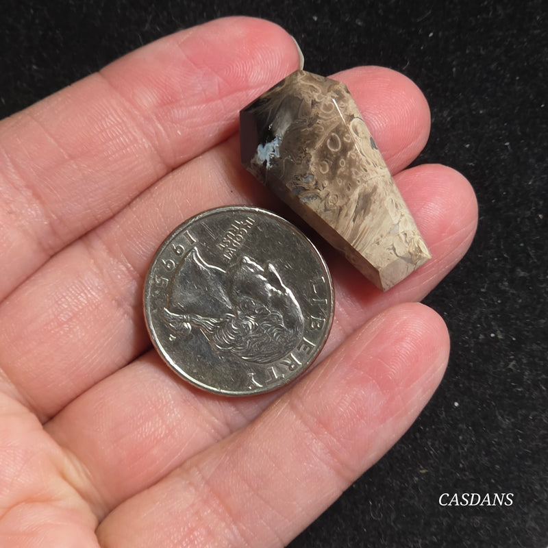 Petrified Palmroot Coffin Cabochon