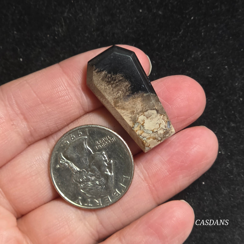 Petrified Palmroot Coffin Cabochon
