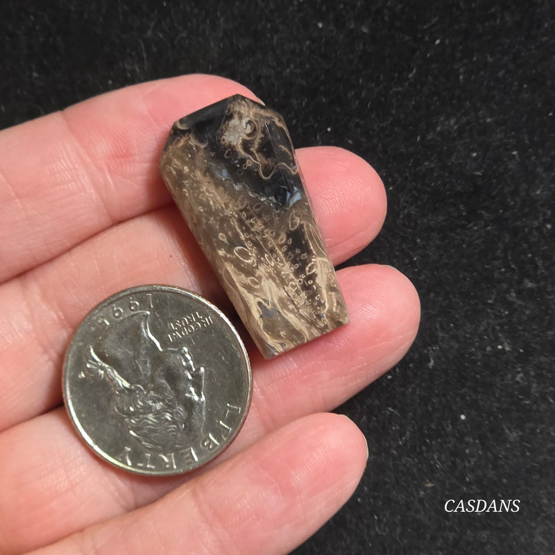 Petrified Palmroot Coffin Cabochon