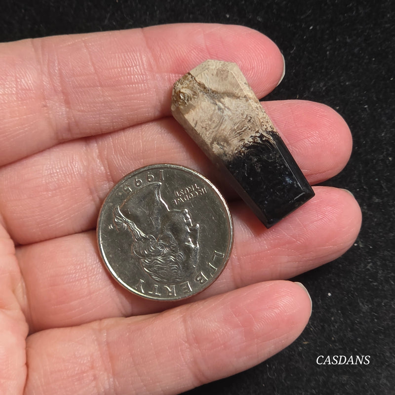 Petrified Palmroot Coffin Cabochon