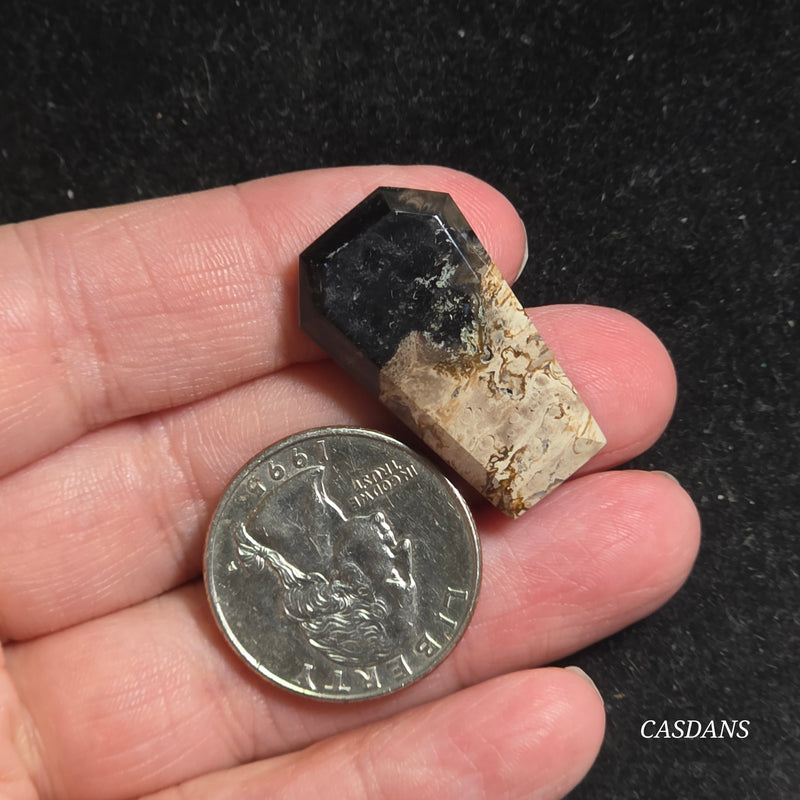 Petrified Palmroot Coffin Cabochon