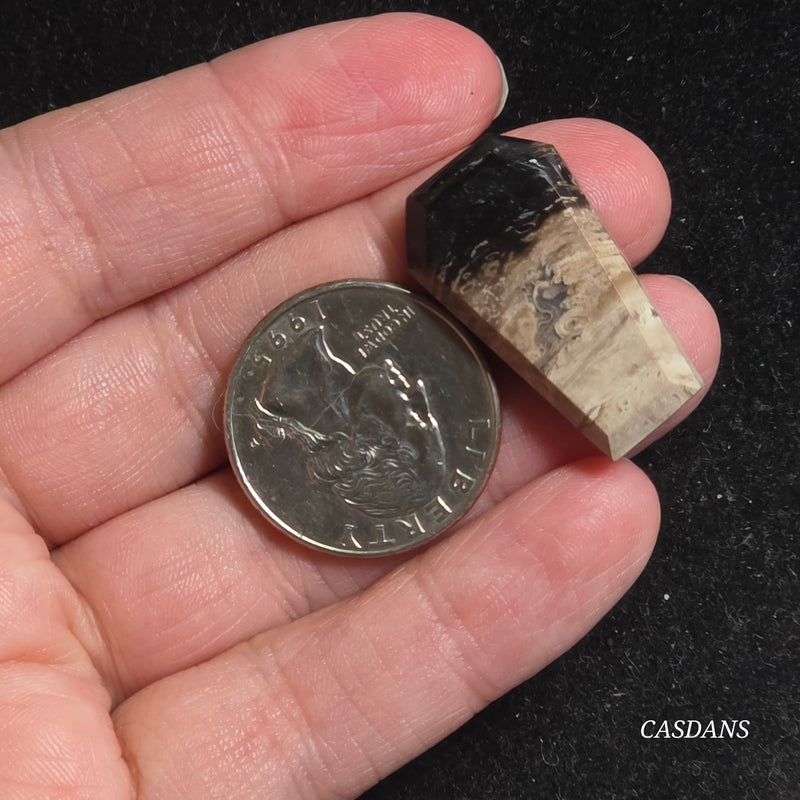 Petrified Palmroot Coffin Cabochon