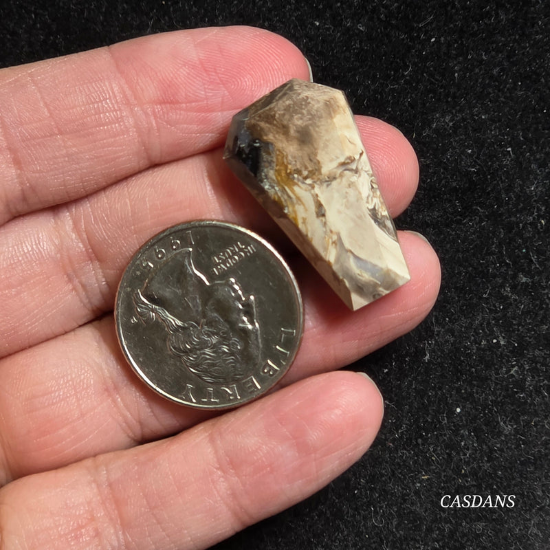 Petrified Palmroot Coffin Cabochon