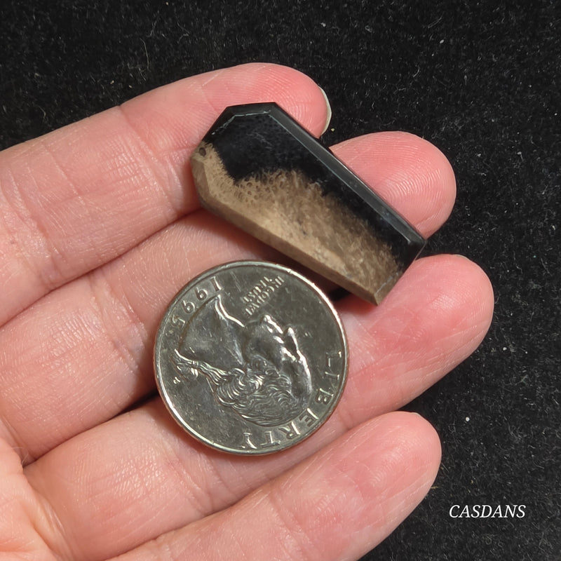 Petrified Palmroot Coffin Cabochon