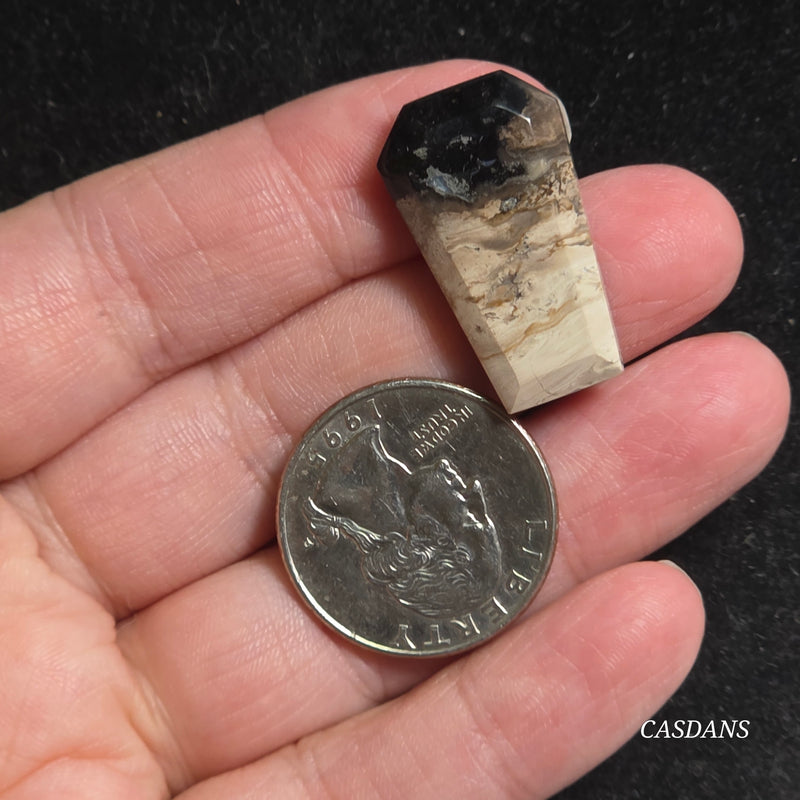 Petrified Palmroot Coffin Cabochon