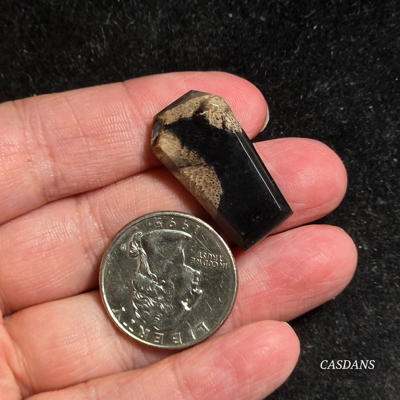 Petrified Palmroot Coffin Cabochon