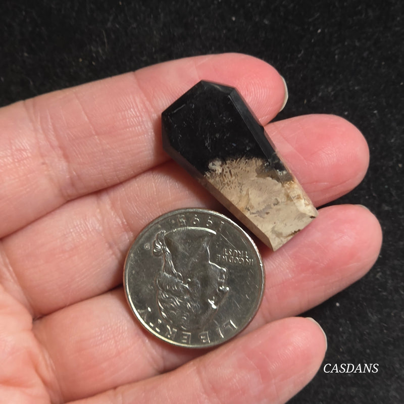 Petrified Palmroot Coffin Cabochon