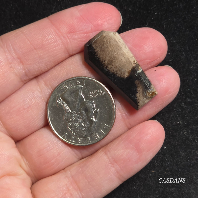 Petrified Palmroot Coffin Cabochon