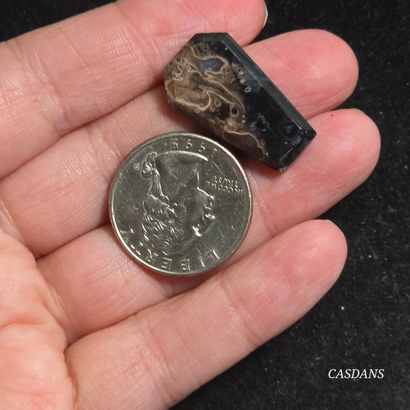 Petrified Palmroot Coffin Cabochon